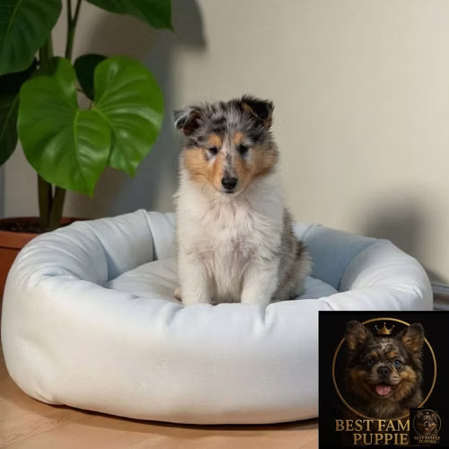 Cachorro Rough Collie Exótico / Rough Collie Exotic disponible - Imagen 2
