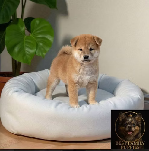 Cachorro AKITA INU (JAPONES) disponible - Imagen 8