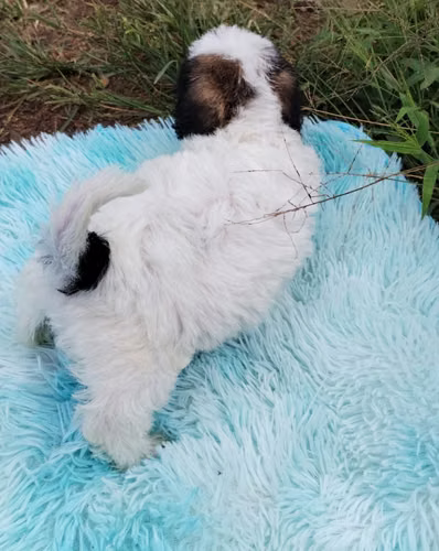 Terrier mini  - Imagen 3