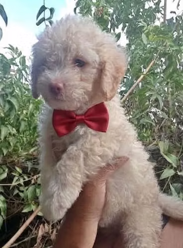 French poodle  - Imagen 3