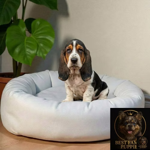 Cachorro BASSET HOUND disponible