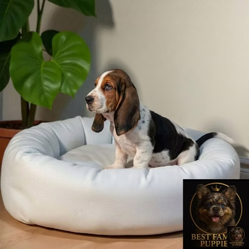 Cachorro BASSET HOUND disponible