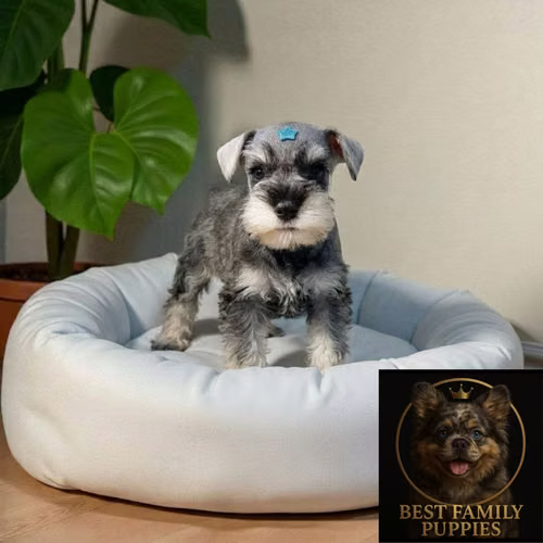Cachorro SCHNAUZER MINIATURA disponible