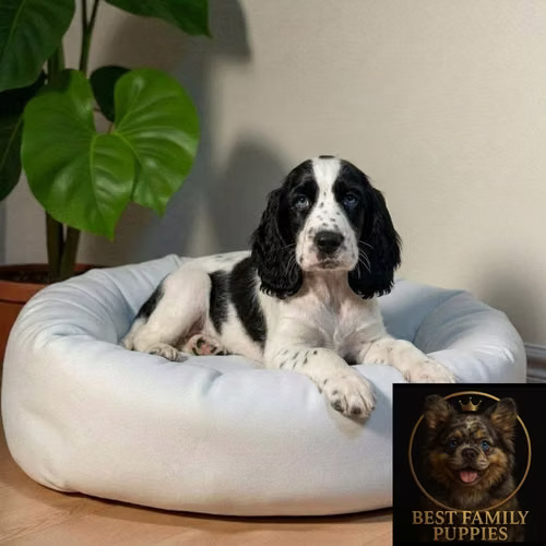 Cachorro COCKER SPANIEL INGLES EXOTICO disponible - Imagen 3