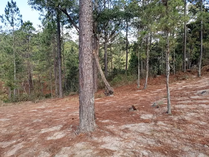  Terreno en Venta | Zona 3 Rosas Valle de Ángeles | 1,647 Vr2 - Imagen 3