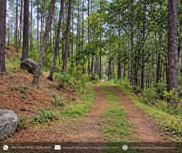 ¡SE VENDE AMPLIO TERRENO EN EL AMATILLO, FRANCISCO MORAZÁN! - Imagen 6