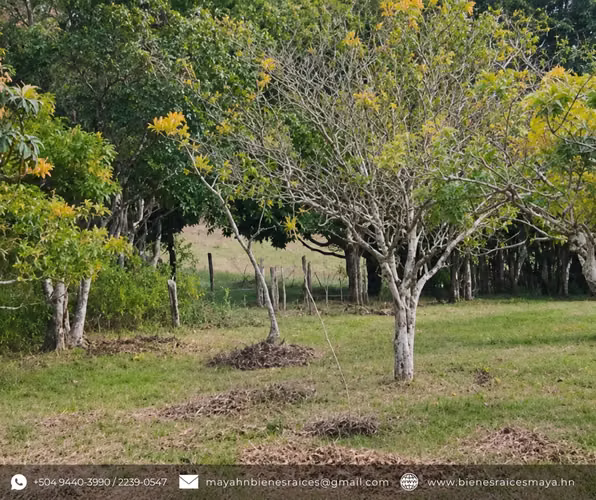 ¡SE VENDE AMPLIO TERRENO EN EL AMATILLO, FRANCISCO MORAZÁN! - Imagen 7