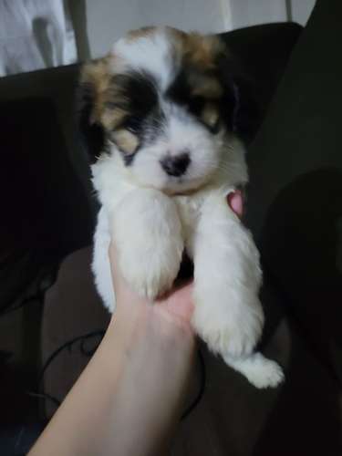Terrero con french - Imagen 3