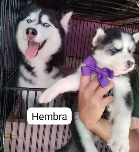 Siberian husky woolly  - Imagen 2