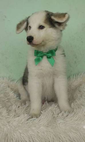 Siberian husky woolly  - Imagen 3