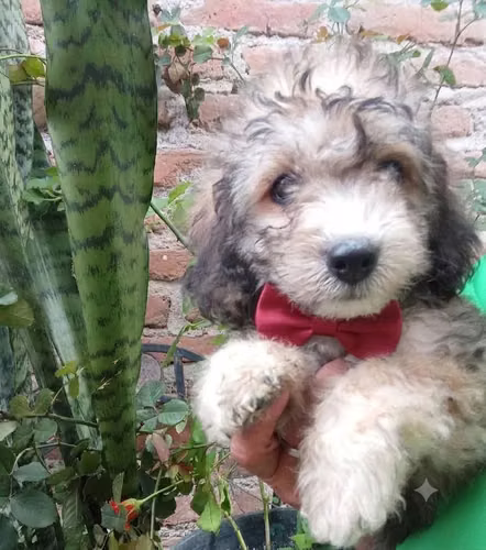 French poodle  - Imagen 5