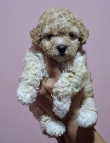 French poodle  - Imagen 2