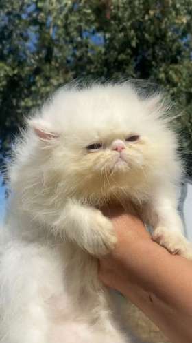 Persian cat