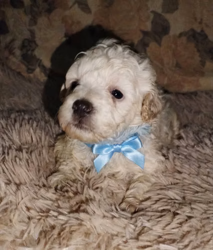 French poodle mini  - Imagen 2