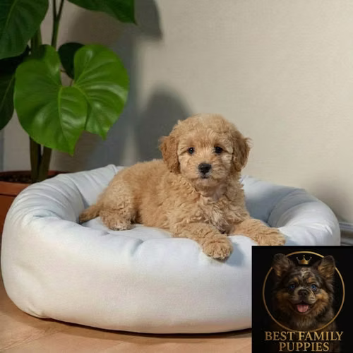 Cachorro FRENCH POODLE APRICOT MINIATURA disponible