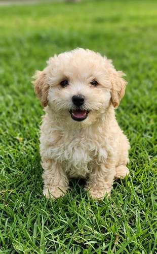 French poodle mini macho