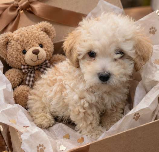 French poodle mini macho
