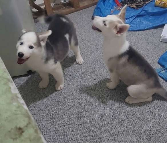 Siberian husky woolly 