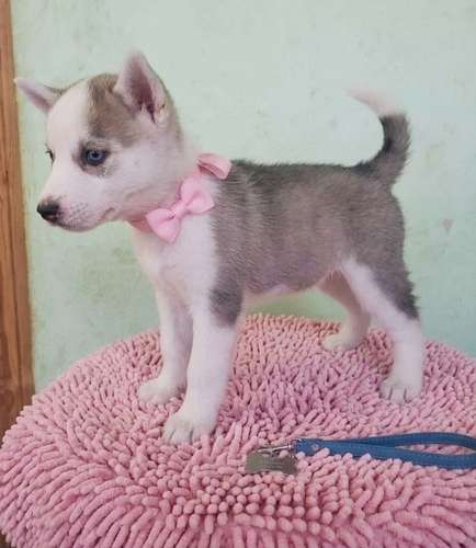 Siberian husky woolly 
