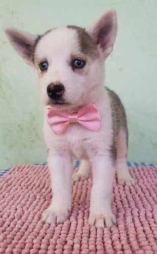 Siberian husky woolly 