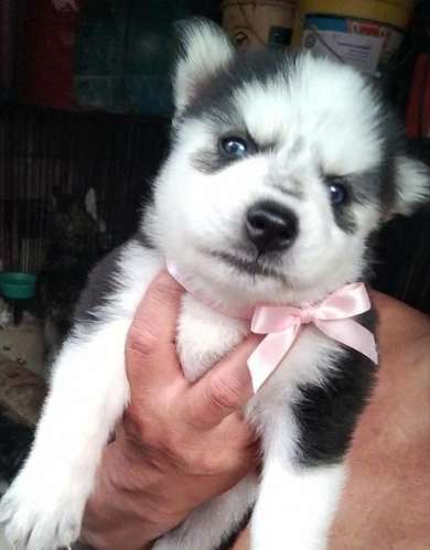 Siberian husky woolly 