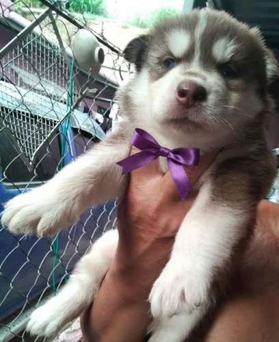 Siberian husky woolly 