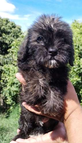 Terrier mini - Imagen 7