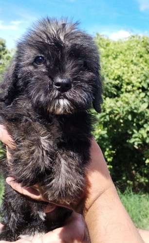 Terrier mini - Imagen 5
