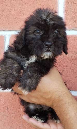 Terrier mini - Imagen 4