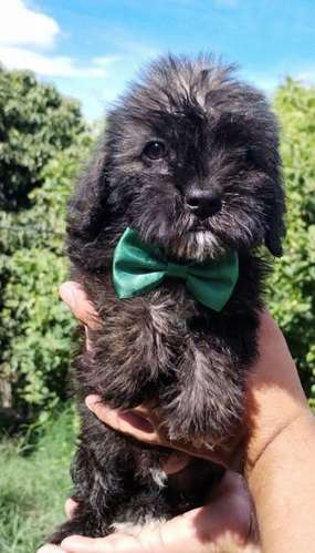 Terrier mini