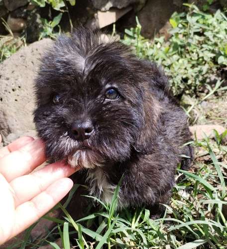 Terrier mini - Imagen 3