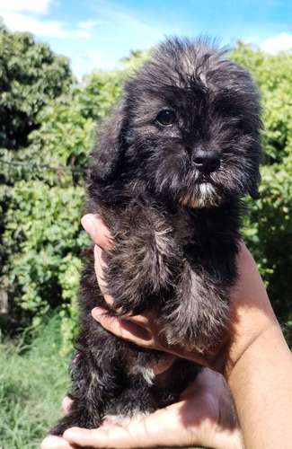 Terrier mini - Imagen 6