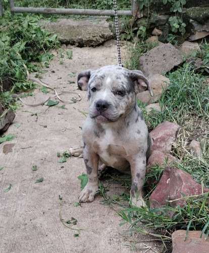 American bully color Merle  - Imagen 4