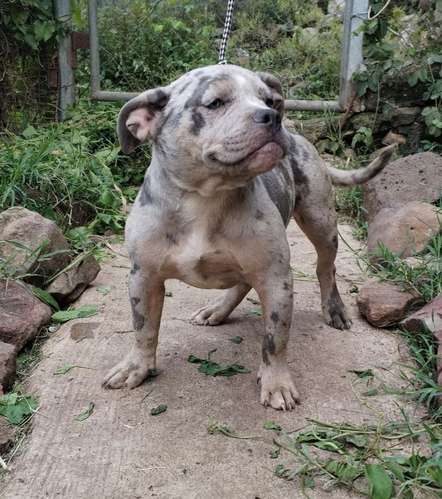American bully color Merle  - Imagen 5