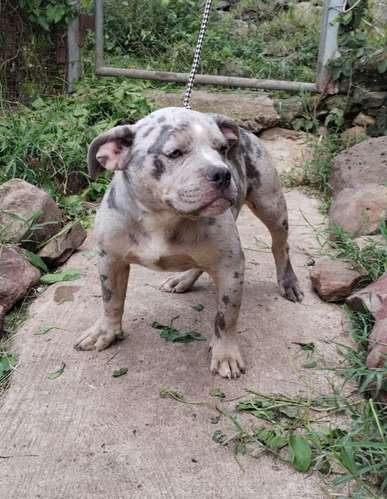 American bully color Merle  - Imagen 3