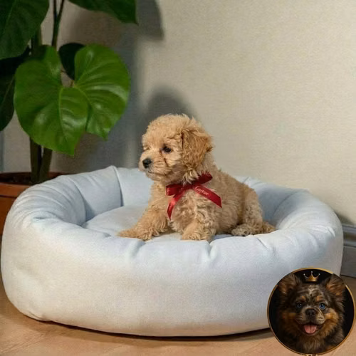 Cachorro MALTIPOO disponible - Imagen 3