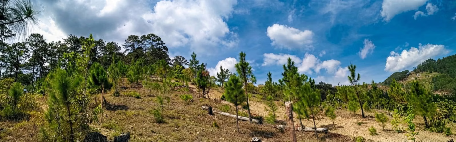 ¡Hermosa Parcela en ladera Boscosa en Valle de Ángeles con Vista Panorámica! (Ideal para Cabaña de Ensueño)