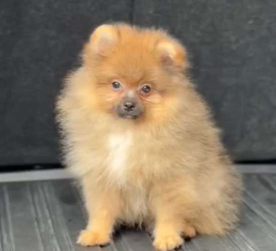 Pomeranian