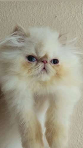 Persian cat