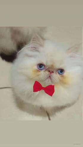 Gato persa 