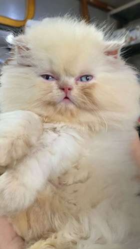 Gato persa 