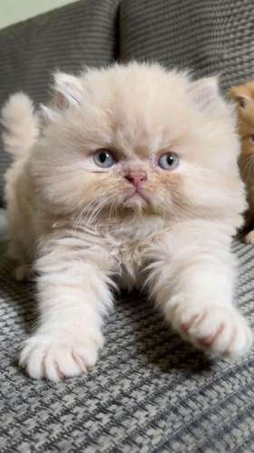 Gato persa 