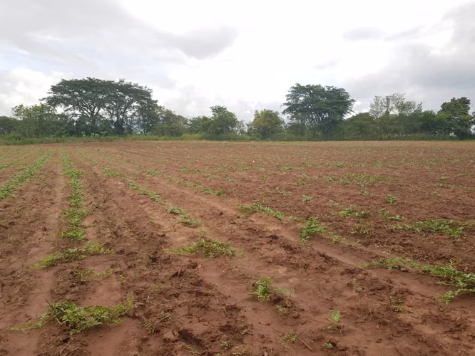 Venta de Terreno en Comayagua - Imagen 7