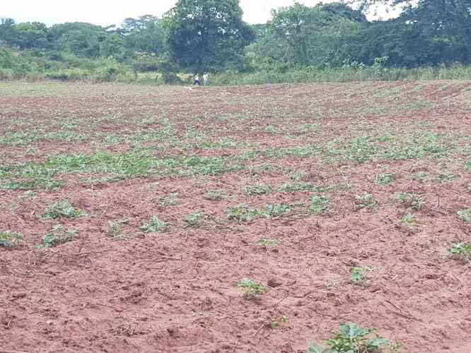 Venta de Terreno en Comayagua - Imagen 2