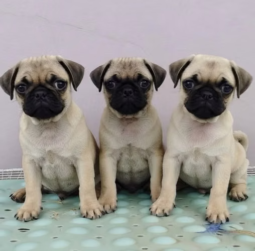 Cachorros Pug
