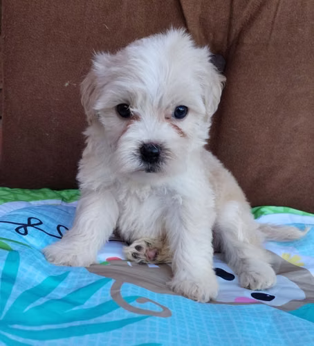 Bichón 