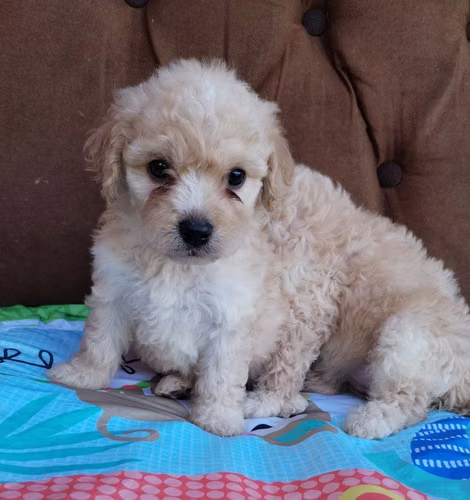 French poodle  - Imagen 2