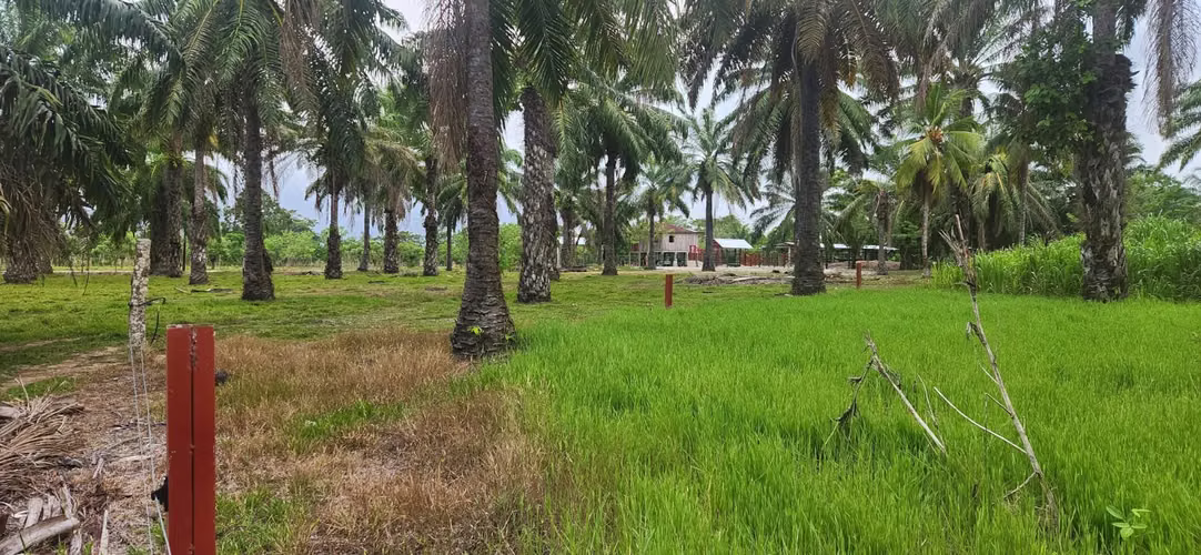  ¡FINCA DE 110 MANZANAS EN VENTA – SANTA CRUZ DE YOJOA, CORTÉS! 
