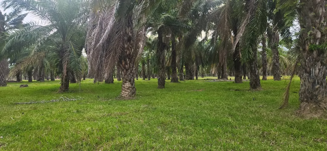  ¡FINCA DE 110 MANZANAS EN VENTA – SANTA CRUZ DE YOJOA, CORTÉS! 