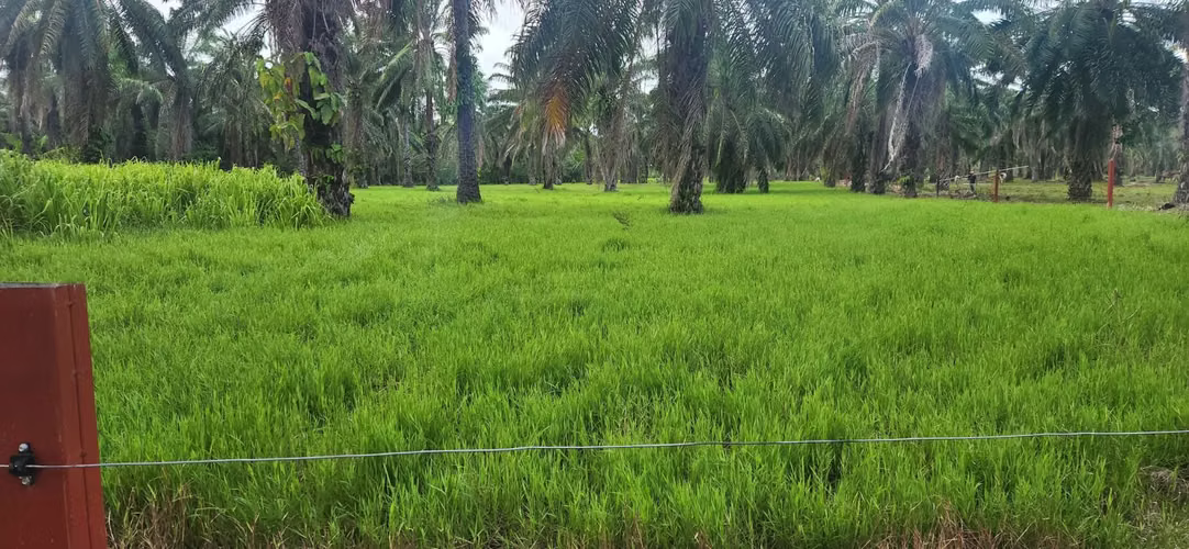 ¡FINCA DE 110 MANZANAS EN VENTA – SANTA CRUZ DE YOJOA, CORTÉS! 